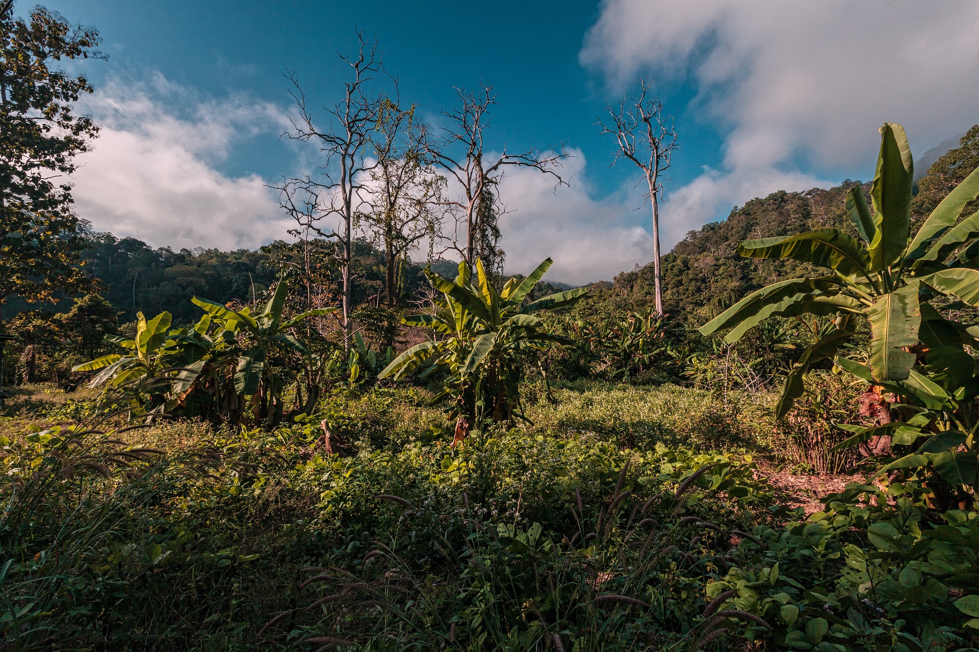 northern thailand